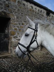 Combination Bridle